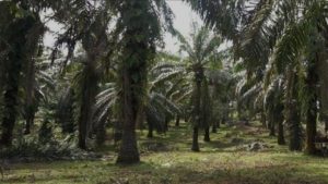 Konflik Lahan HGU PT DAS dan Poktan 9 Desa Belum Berakhir, Menggelinding Ke Ranah Hukum Hingga DPRD