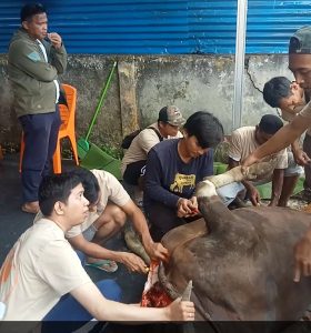 Berbagi Kebahagiaan Dihari Idul Adha, Dinas PUPR Tanjabbar Qurban 3 Ekor Sapi