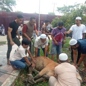 Berbagi Dihari Raya Idul Adha, Dinas Perkim Tanjabbar Qurban 3 Ekor Sapi