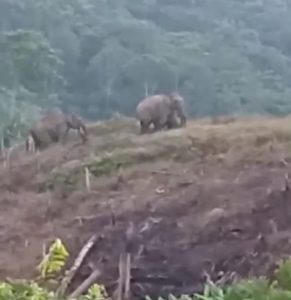 Gajah Liar Satroni Kebun Warga Suban, Puluhan Hektar Kebun Sawit Rusak Parah