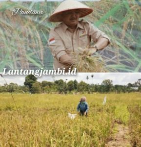 Pengabuan Dikenal Wilayah Lumbung Padi, Bupati Minta Pertahankan Lahan Pertanian