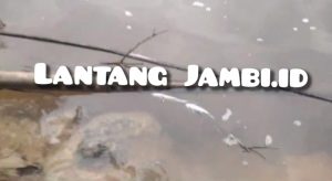 Diduga Tercemar Limbah PT IIS, Ikan di Sungai Pengabuan Ditemukan Mati