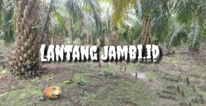 Abaikan Permentan, PT Pelda Terancam Sangsi Disbun Tanjabbar
