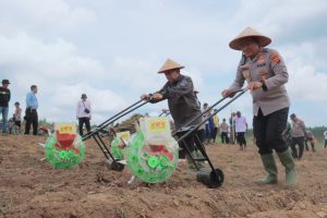 Kapolres Tanjabbar Bersama Forkopimda Hadir Langsung Tanam Jagung Serentak Kuartal IV 