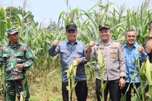Wabup Katamso Hadiri Panen Serentak Kuartal III di Renah Mendaluh
