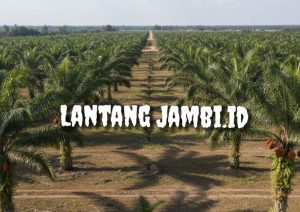 Diduga Perusahaan Perkebunan Tak Kantongi IUP, Asisten II Akan Kroscek Pihak Terkait