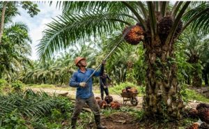 Harga TBS Terjun Bebas, DPRD Minta Pemda Tanjabbar Tindak Tegas Perusahaan Sawit Mainkan Harga 