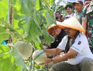 Panen Belasan Ton Buah Melon Berkualitas Tinggi, Bupati Tanjabbar Apresiasi Petani Kuala Dasal 